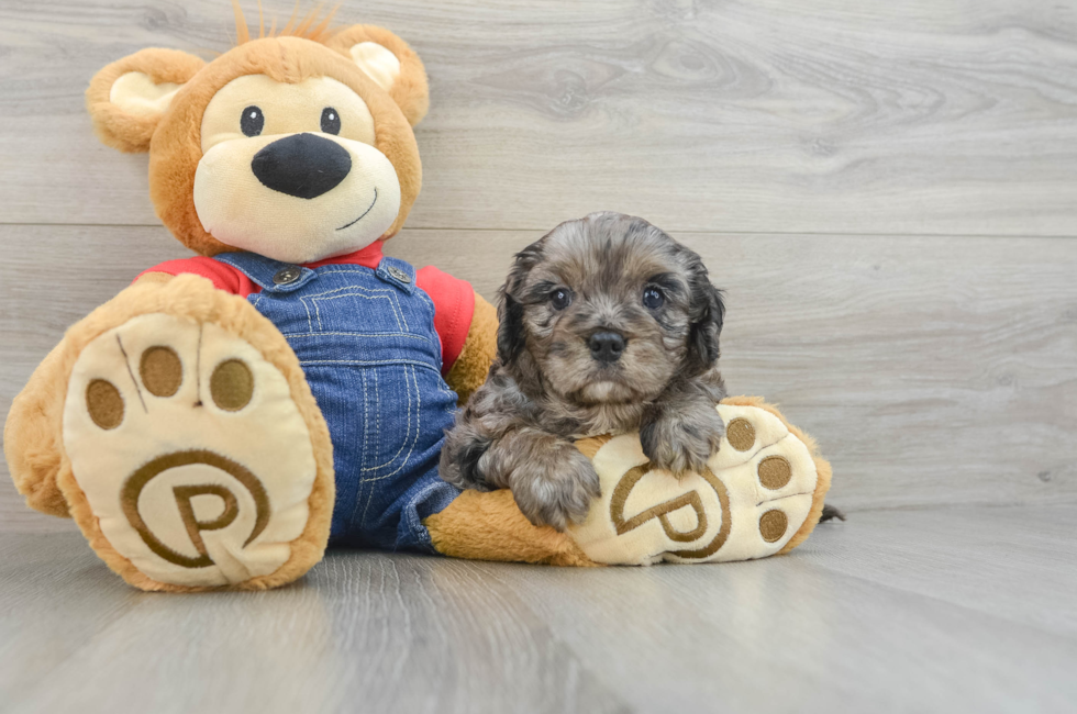 6 week old Cavapoo Puppy For Sale - Lone Star Pups