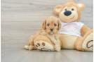 Sweet Cavapoo Baby