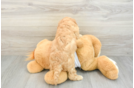 Cavapoo Pup Being Cute