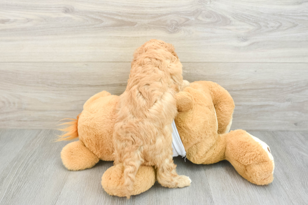Cavapoo Pup Being Cute