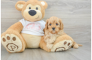 Cavapoo Pup Being Cute