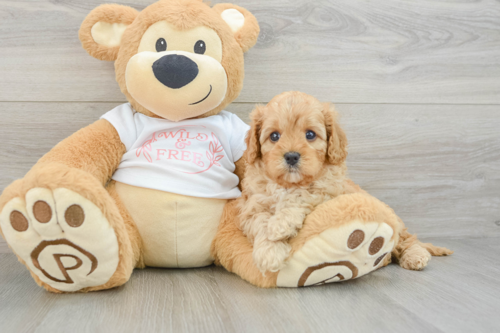 Cavapoo Pup Being Cute
