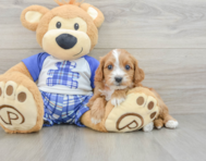 8 week old Cavapoo Puppy For Sale - Lone Star Pups