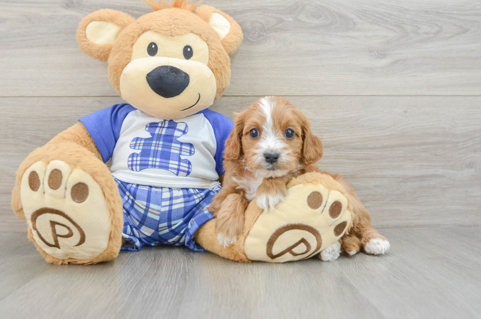 6 week old Cavapoo Puppy For Sale - Lone Star Pups