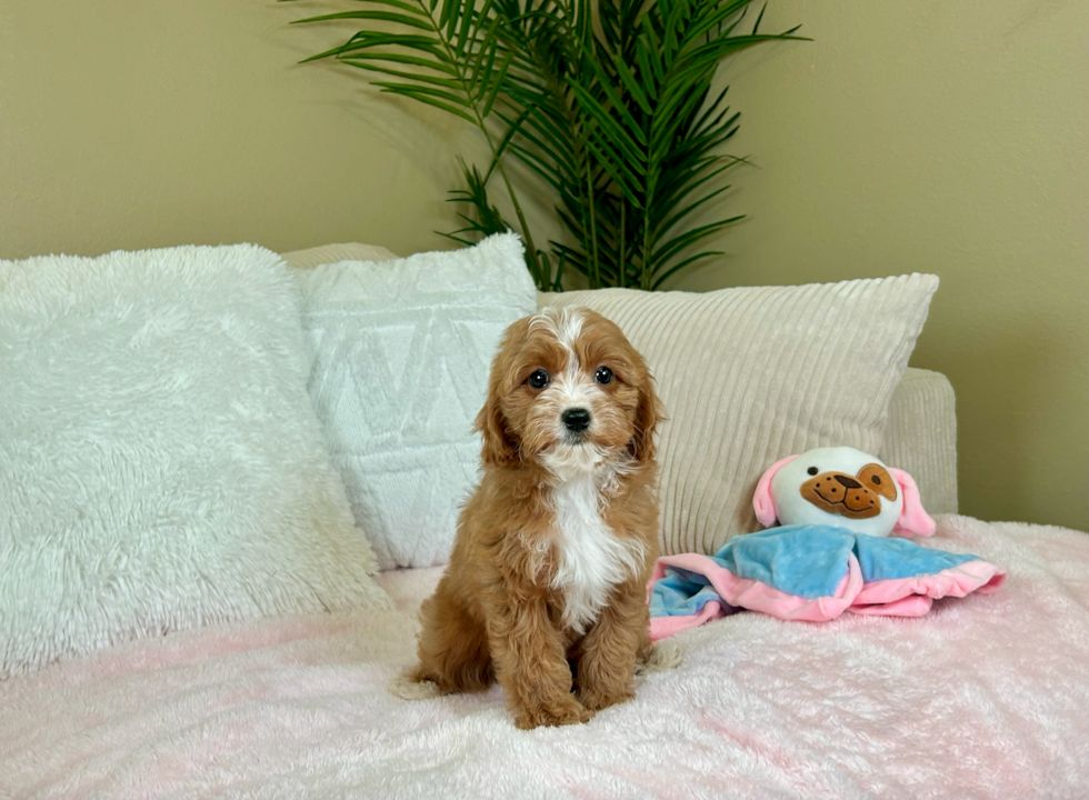 Cute Cavapoo Baby