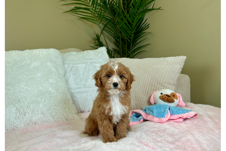 Cute Cavapoo Poodle Mix Pup