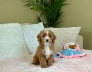 8 week old Cavapoo Puppy For Sale - Lone Star Pups