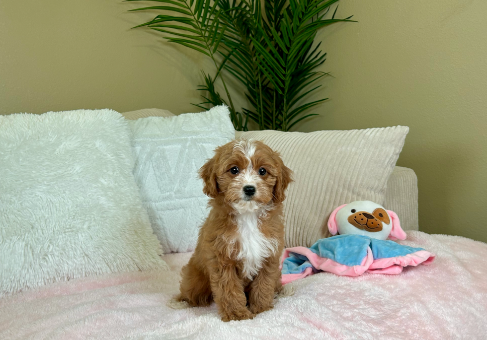 Cute Cavapoo Poodle Mix Pup