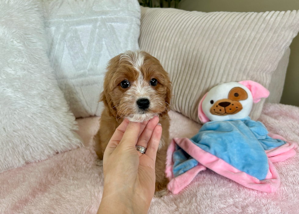 Cavapoo Pup Being Cute