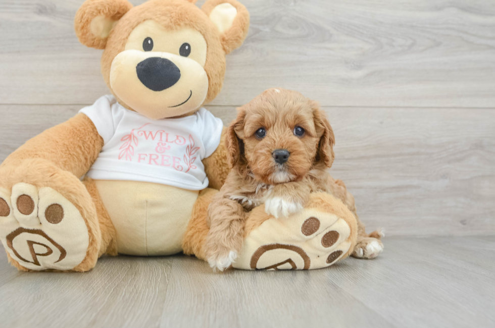 7 week old Cavapoo Puppy For Sale - Lone Star Pups