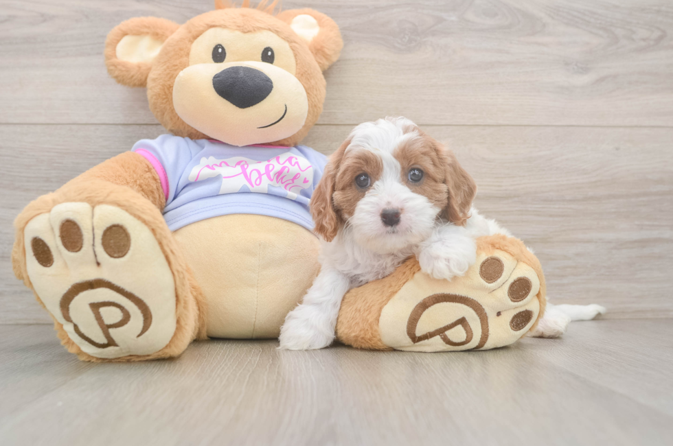 6 week old Cavapoo Puppy For Sale - Lone Star Pups