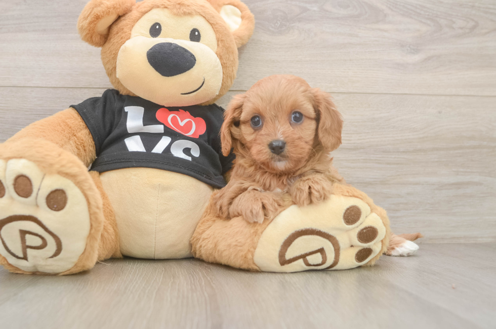 6 week old Cavapoo Puppy For Sale - Lone Star Pups