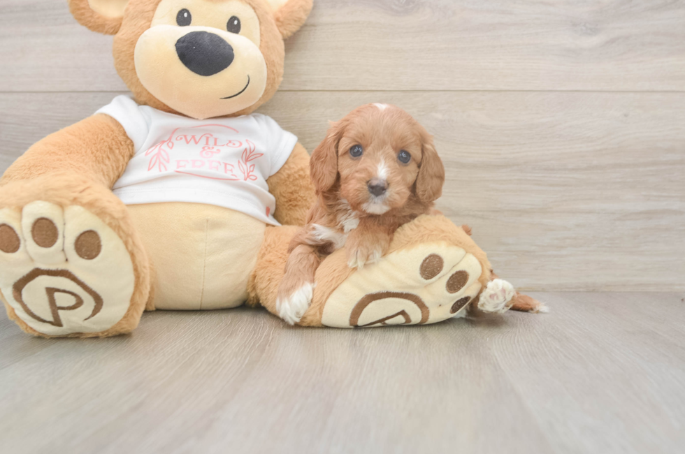 5 week old Cavapoo Puppy For Sale - Lone Star Pups