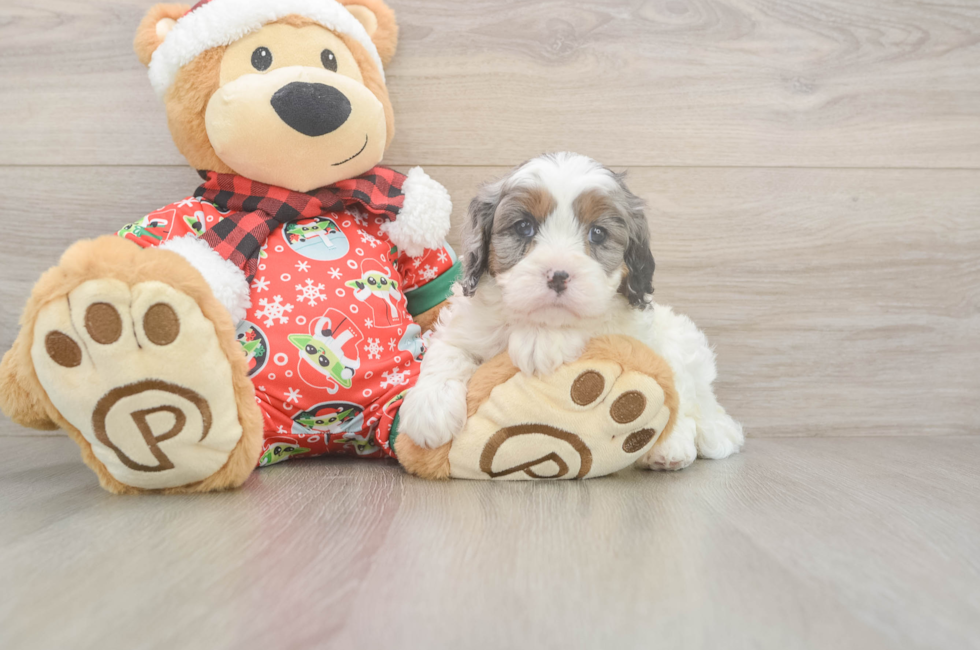 5 week old Cavapoo Puppy For Sale - Lone Star Pups