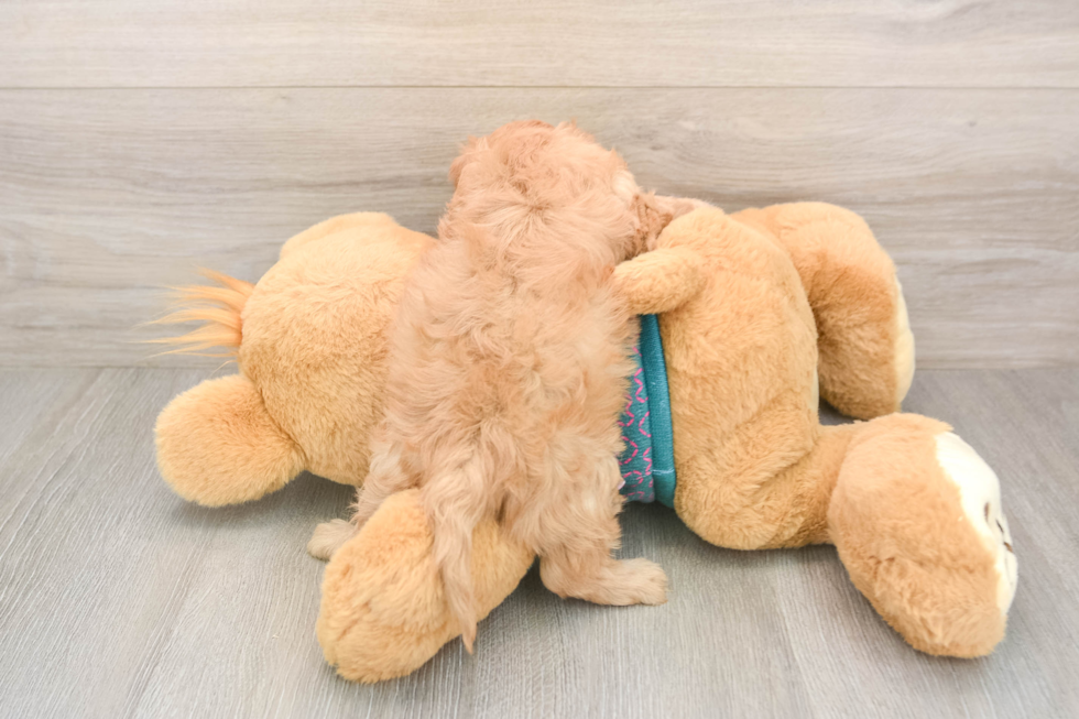 Playful Cavapoodle Poodle Mix Puppy