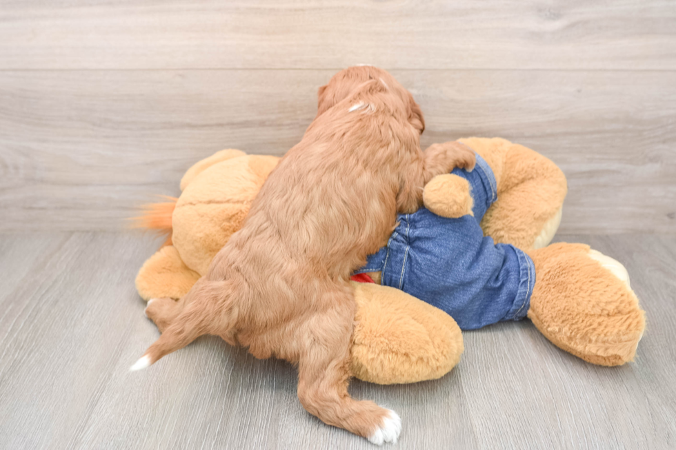 Cavapoo Puppy for Adoption