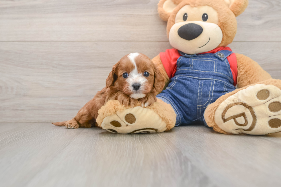 Best Cavapoo Baby