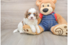 Cavapoo Pup Being Cute