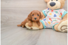 Adorable Cavalier King Charles Spaniel and Poodle Mix Poodle Mix Puppy