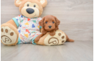 Small Cavapoo Baby