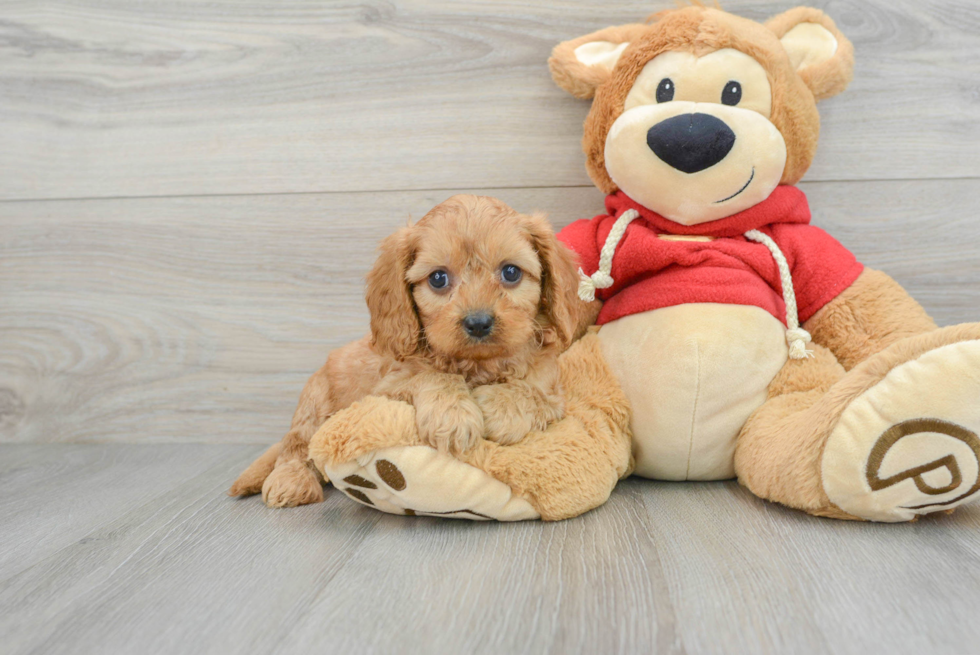 Playful Cavoodle Poodle Mix Puppy