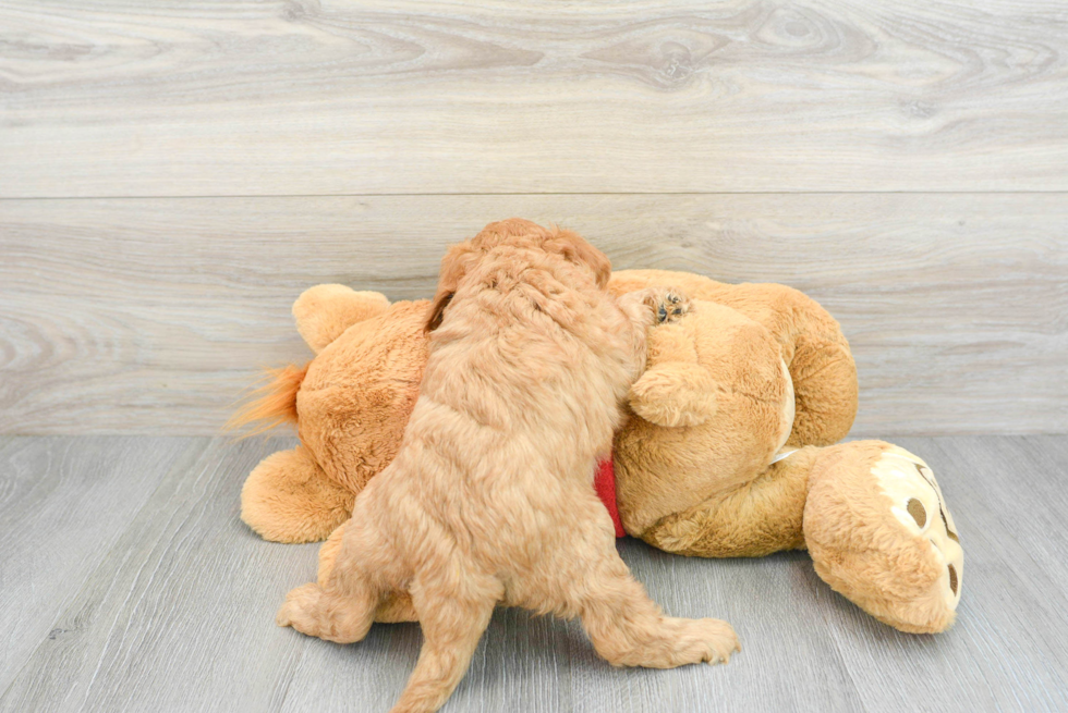Cavapoo Puppy for Adoption