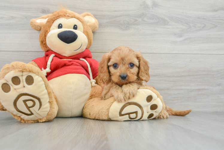 Best Cavapoo Baby