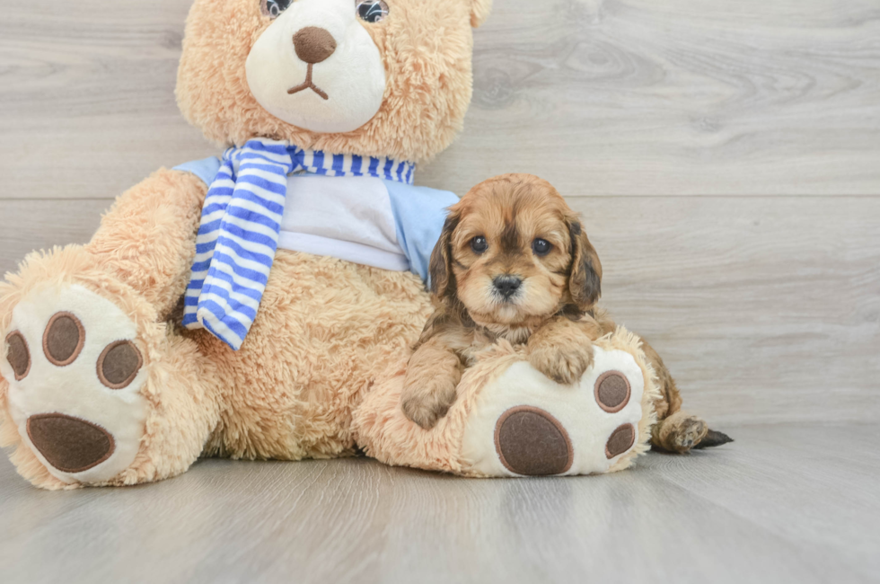 7 week old Cavapoo Puppy For Sale - Lone Star Pups