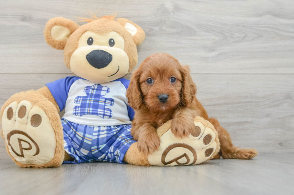 5 week old Cavapoo Puppy For Sale - Lone Star Pups