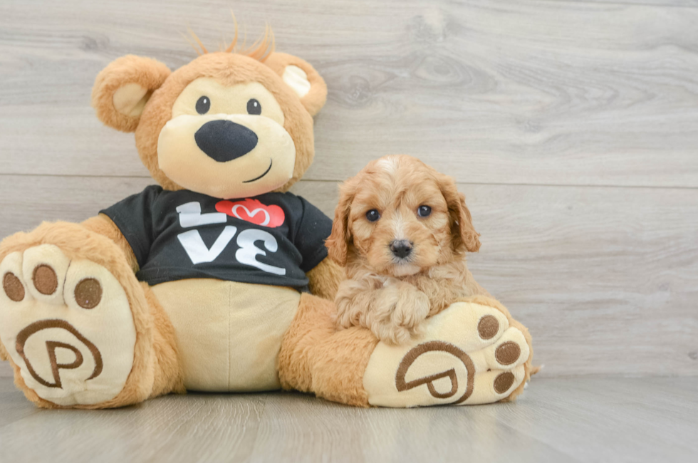 7 week old Cavapoo Puppy For Sale - Lone Star Pups