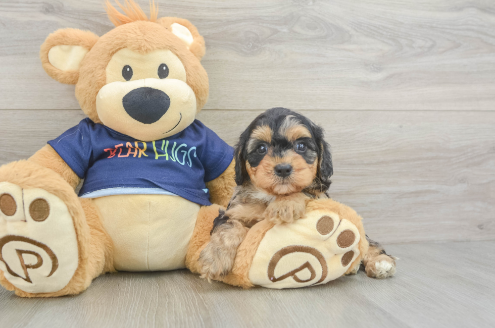 5 week old Cavapoo Puppy For Sale - Lone Star Pups
