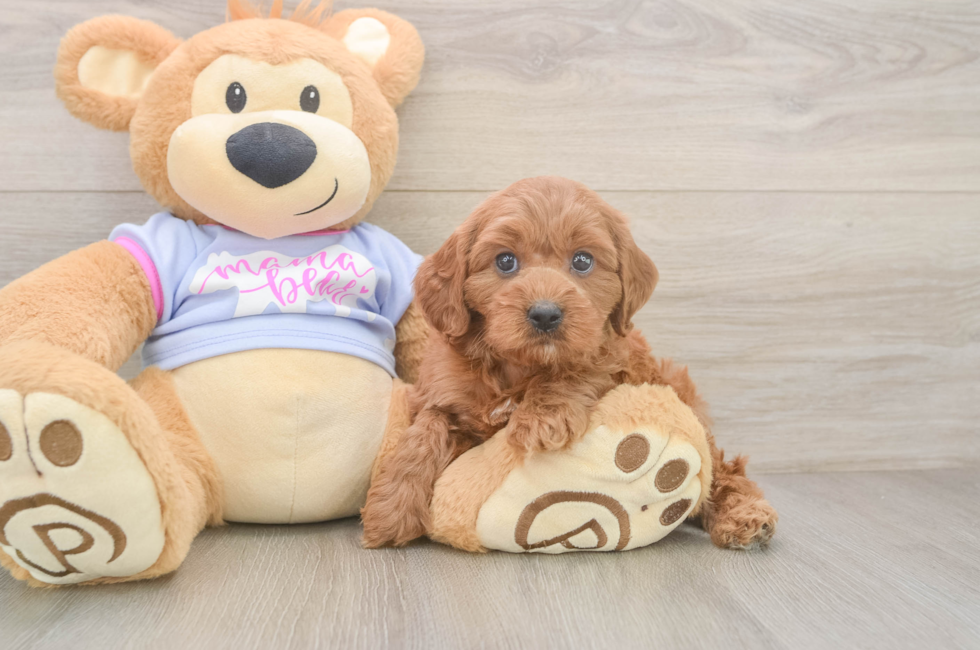 6 week old Cavapoo Puppy For Sale - Lone Star Pups