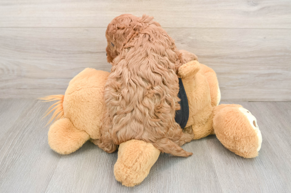 Cavapoo Pup Being Cute