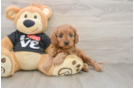 Cavapoo Puppy for Adoption