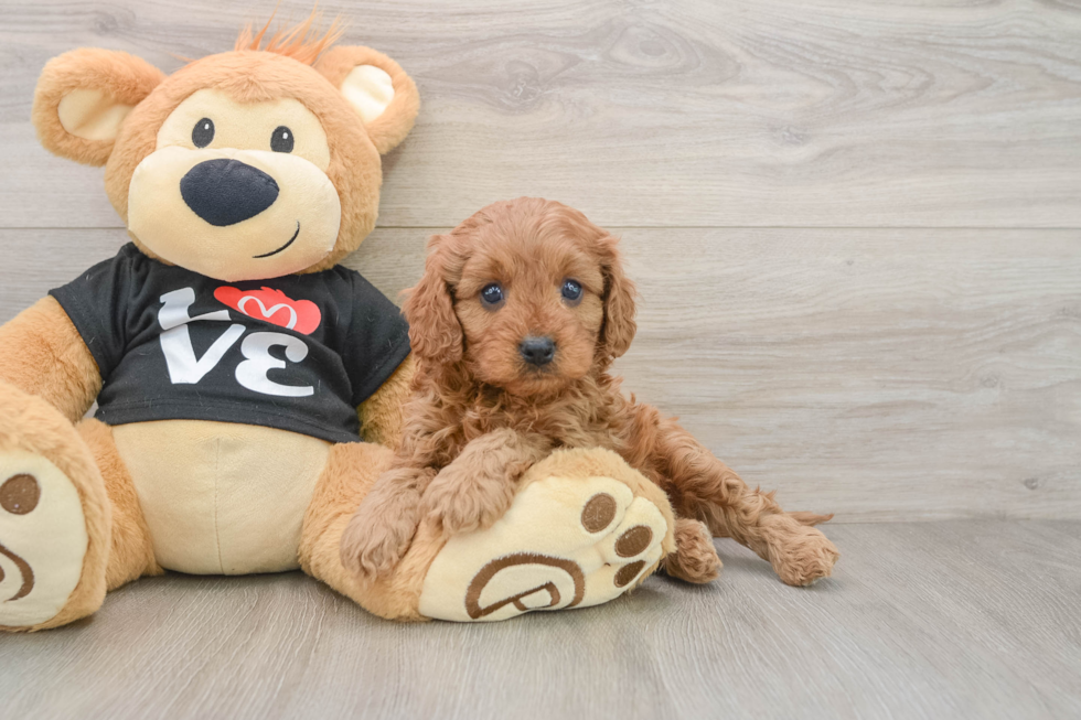 Cavapoo Puppy for Adoption