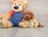 8 week old Cavapoo Puppy For Sale - Lone Star Pups