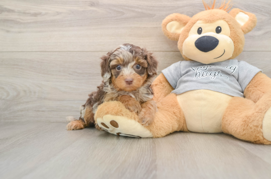 Adorable Cavalier King Charles Spaniel and Poodle Mix Poodle Mix Puppy