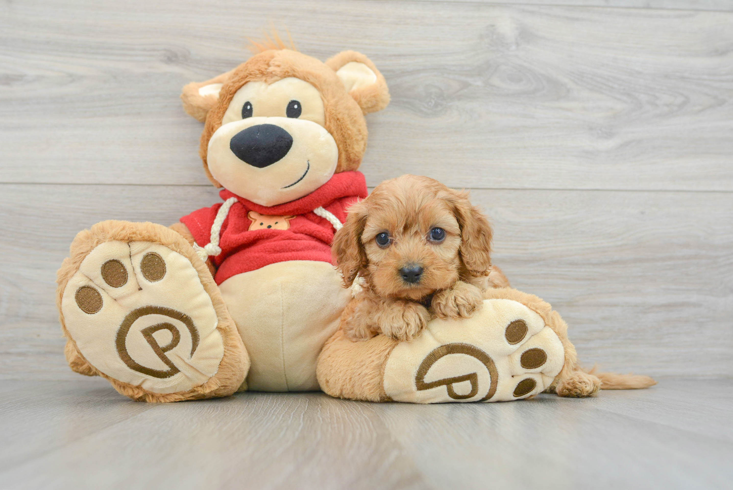 Premier pups sale cavapoo