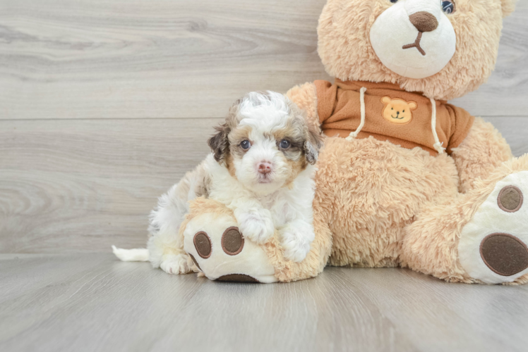 Best Cavapoo Baby