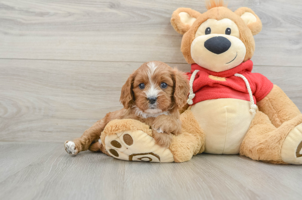 5 week old Cavapoo Puppy For Sale - Lone Star Pups