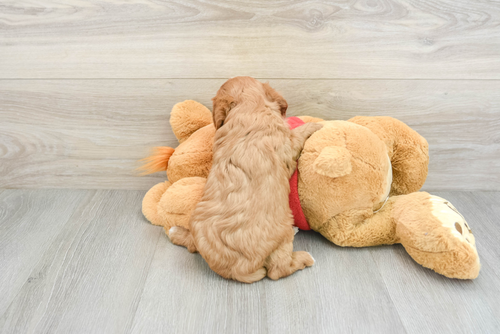 Adorable Cavalier King Charles Spaniel and Poodle Mix Poodle Mix Puppy