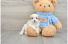 Cavapoo Puppy for Adoption