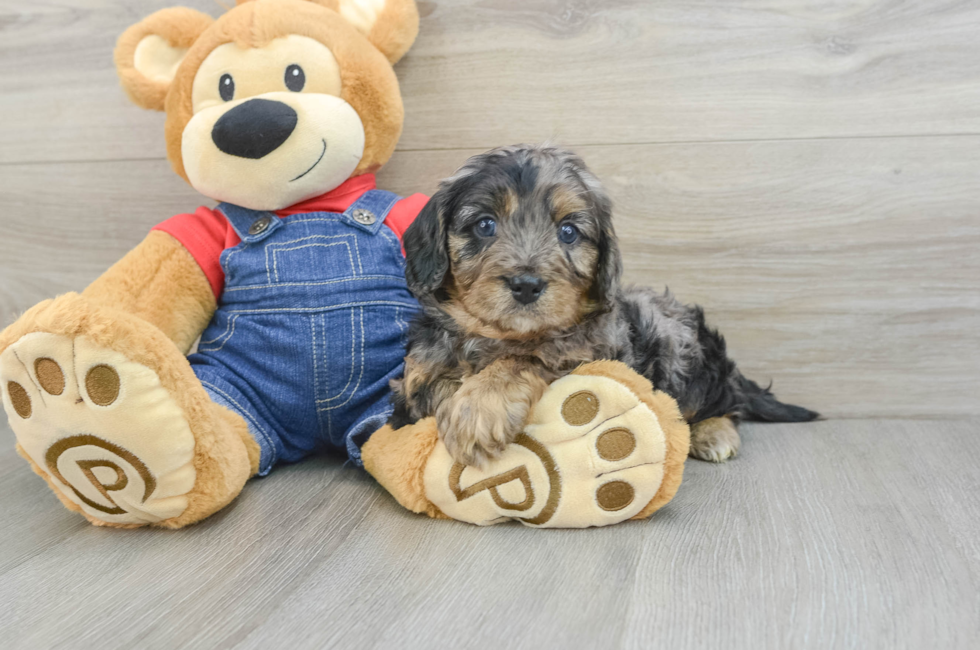 6 week old Cavapoo Puppy For Sale - Lone Star Pups