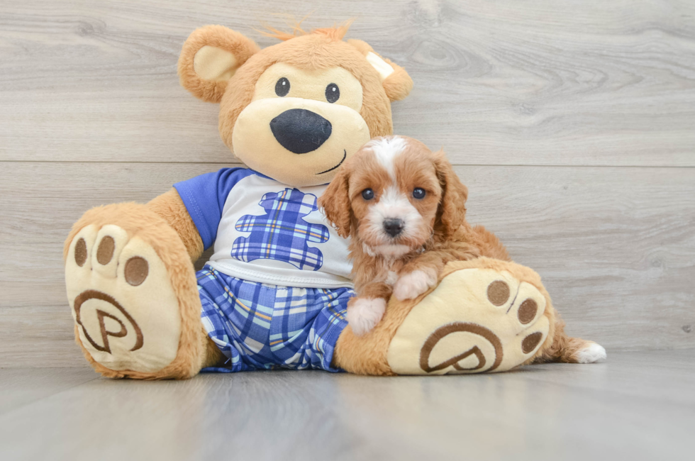 5 week old Cavapoo Puppy For Sale - Lone Star Pups