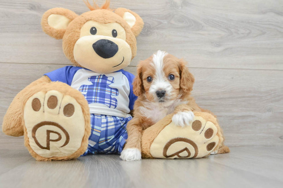 6 week old Cavapoo Puppy For Sale - Lone Star Pups