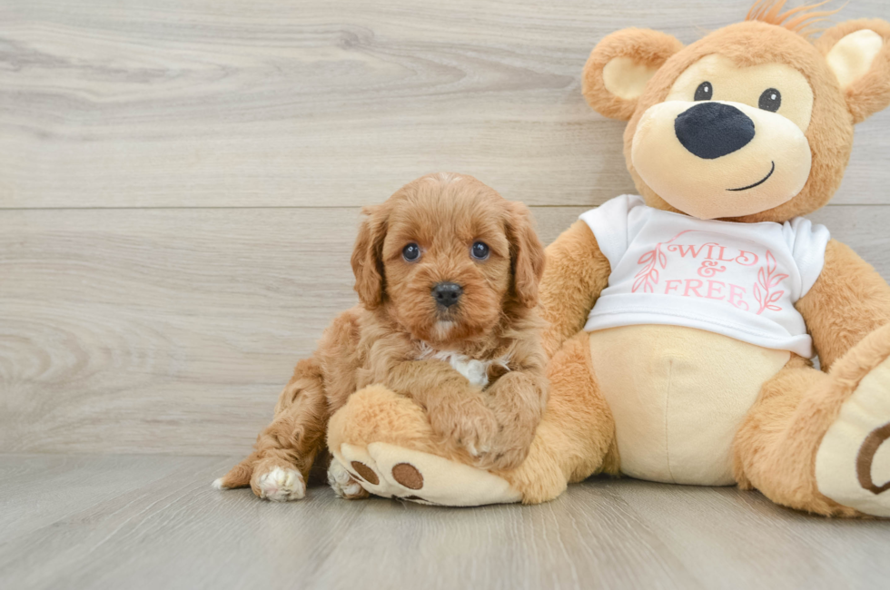 7 week old Cavapoo Puppy For Sale - Lone Star Pups