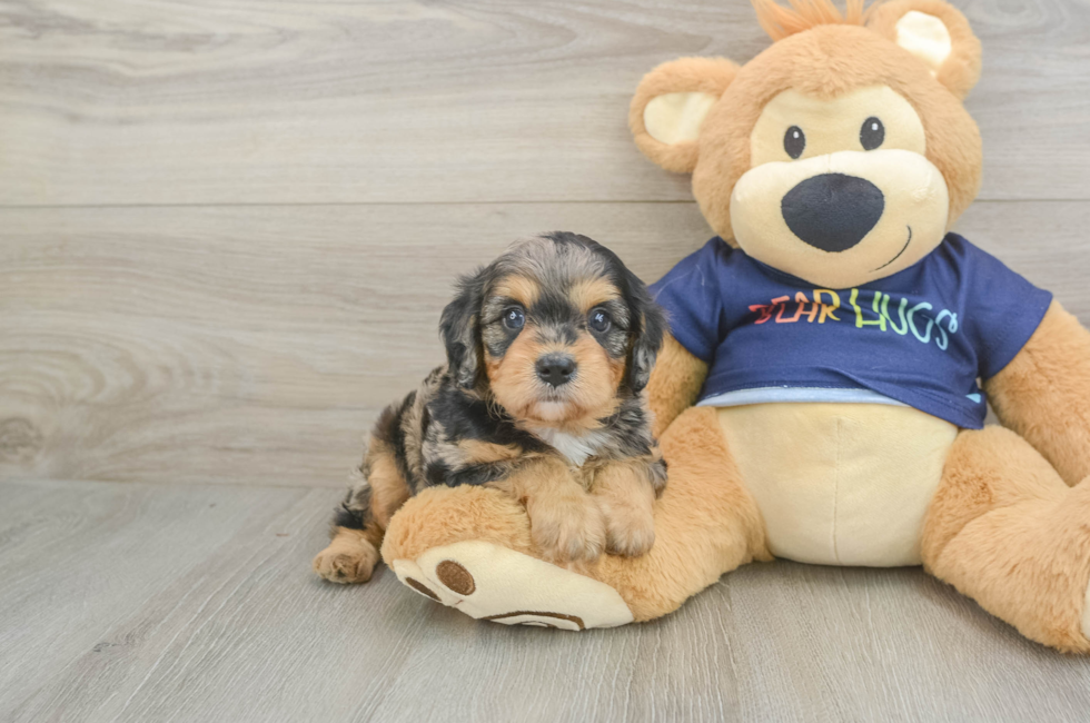 5 week old Cavapoo Puppy For Sale - Lone Star Pups