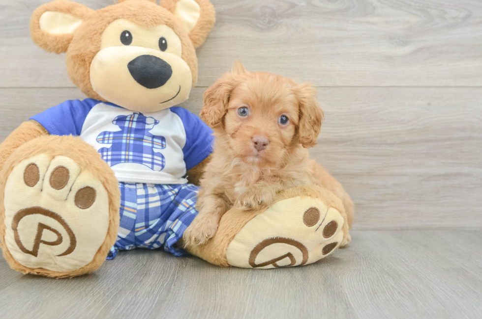 6 week old Cavapoo Puppy For Sale - Lone Star Pups