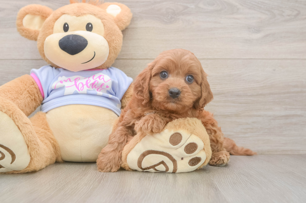 6 week old Cavapoo Puppy For Sale - Lone Star Pups