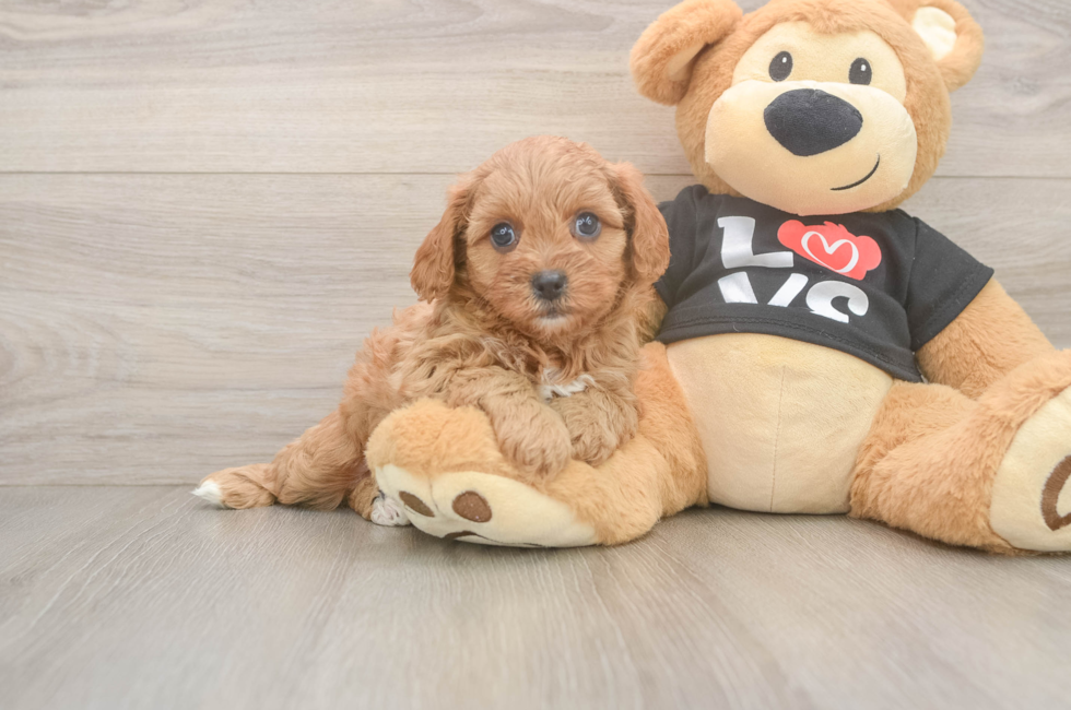 6 week old Cavapoo Puppy For Sale - Lone Star Pups
